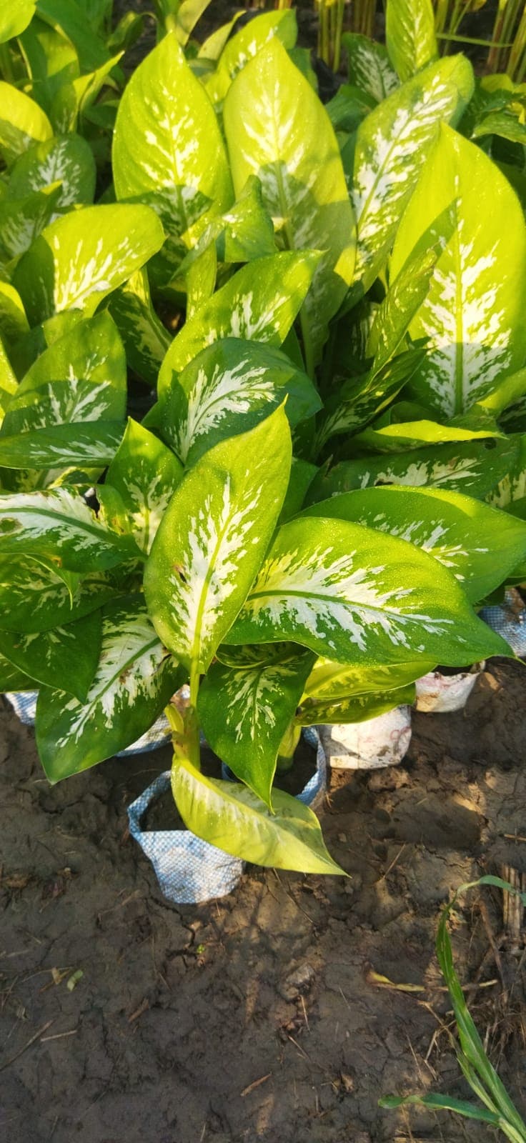 dieffenbachia