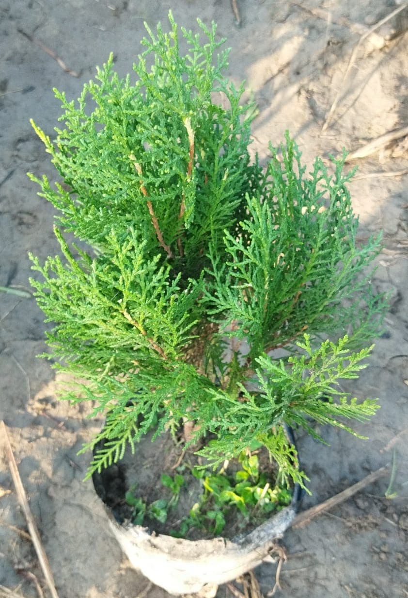 Thuja morpankhi