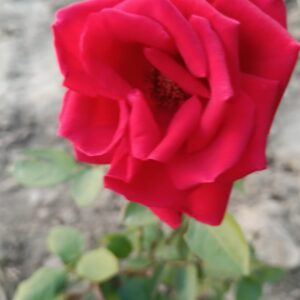 buy red rose