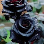 black rose