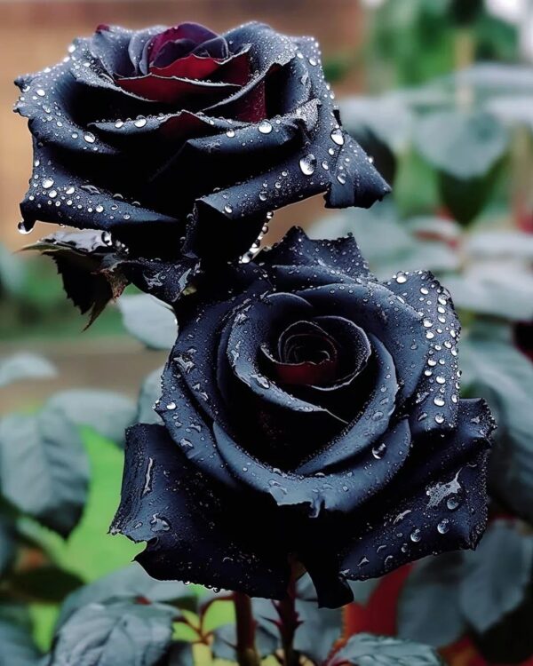 black rose