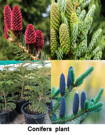 conifers plant