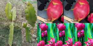 dragon fruit khane ke kya fayde hote hain जानिए सभी लाभ